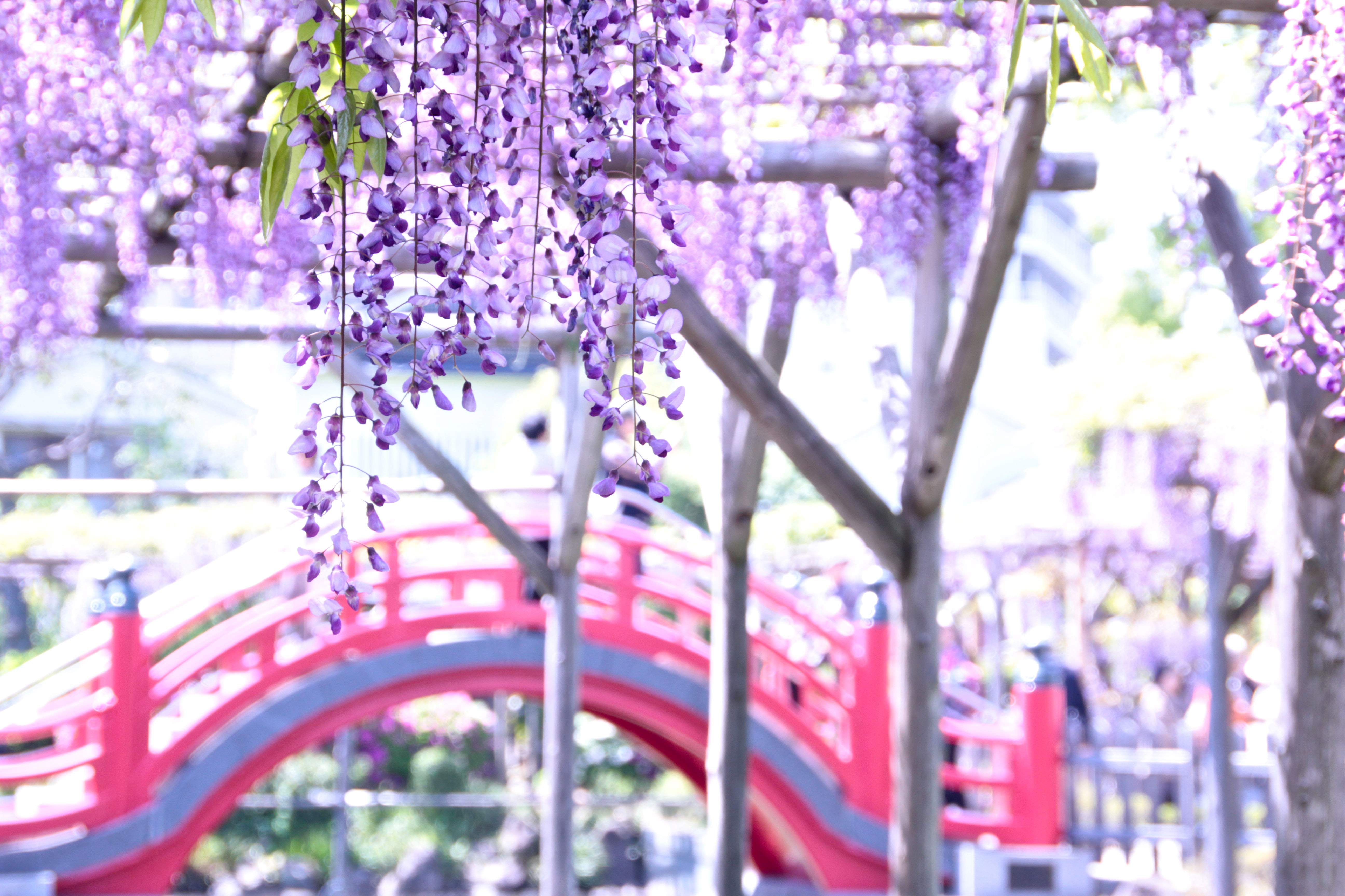 ⛩️ 카메이도 카토리 신사 이미지 5